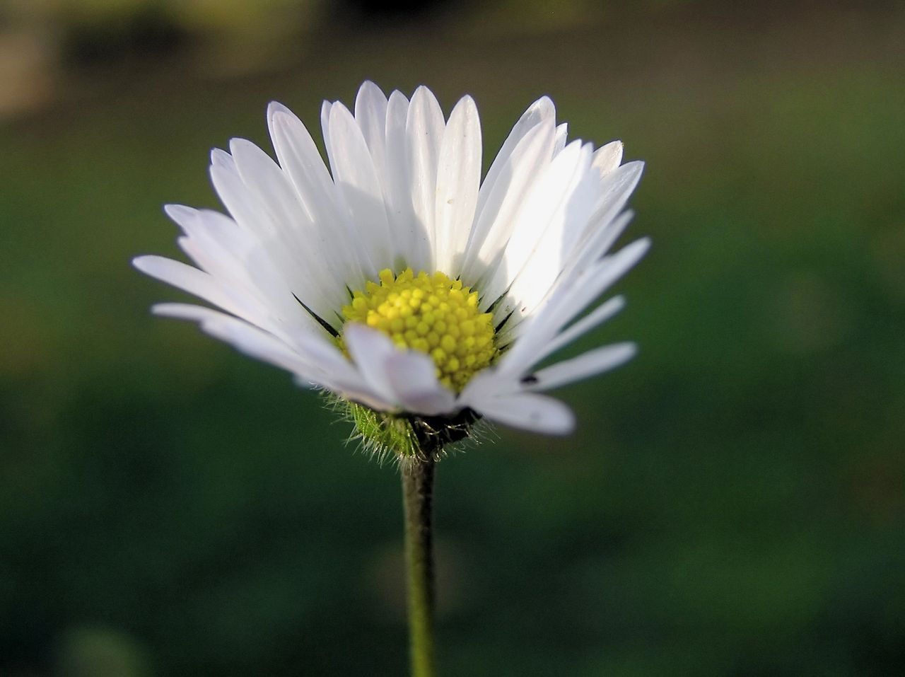 Counting Daisies?