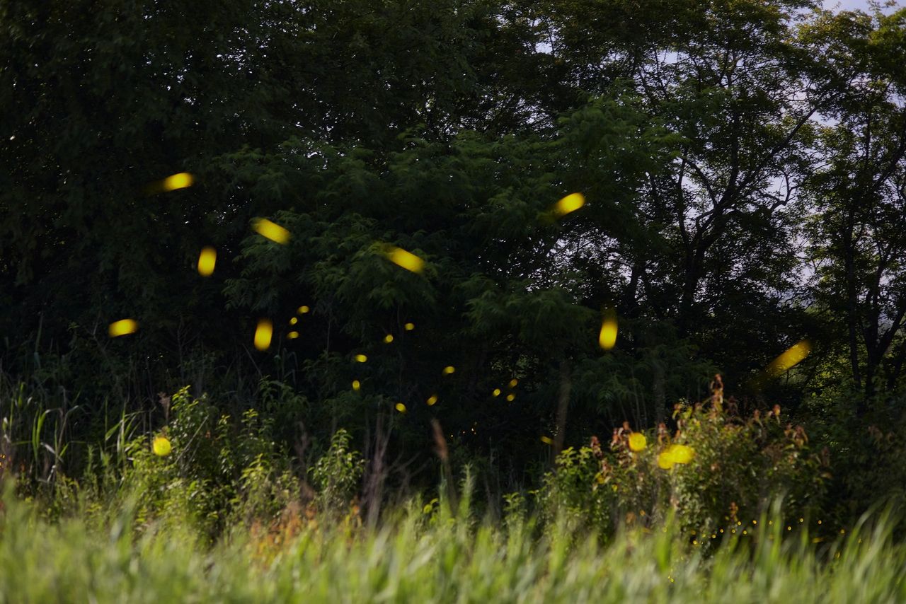 India: Many million fireflies now